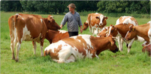 Genneper hoeve